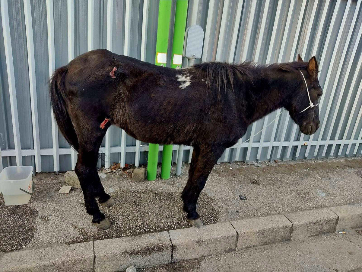 Cavallo salvato dopo un'orrenda esperienza | Potrebbero esserci legami inaspettati con la politica locale! -