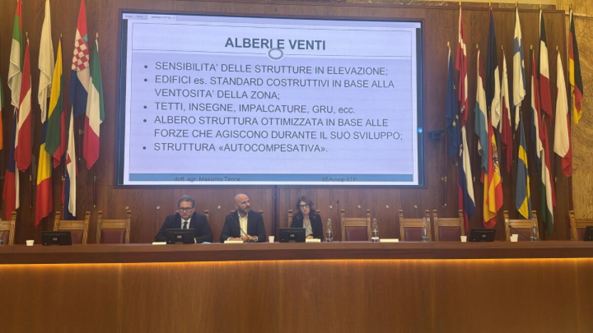 Alberi a rischio caduta nel Comune di Messina | La verità che pochi conoscono sulla sicurezza del verde urbano! - 