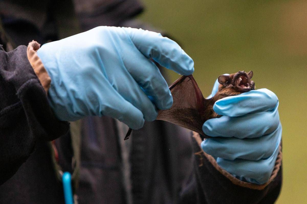Coronavirus, pipistrelli e suini, lo studio sui rischi negli allevamenti del Nord Italia -