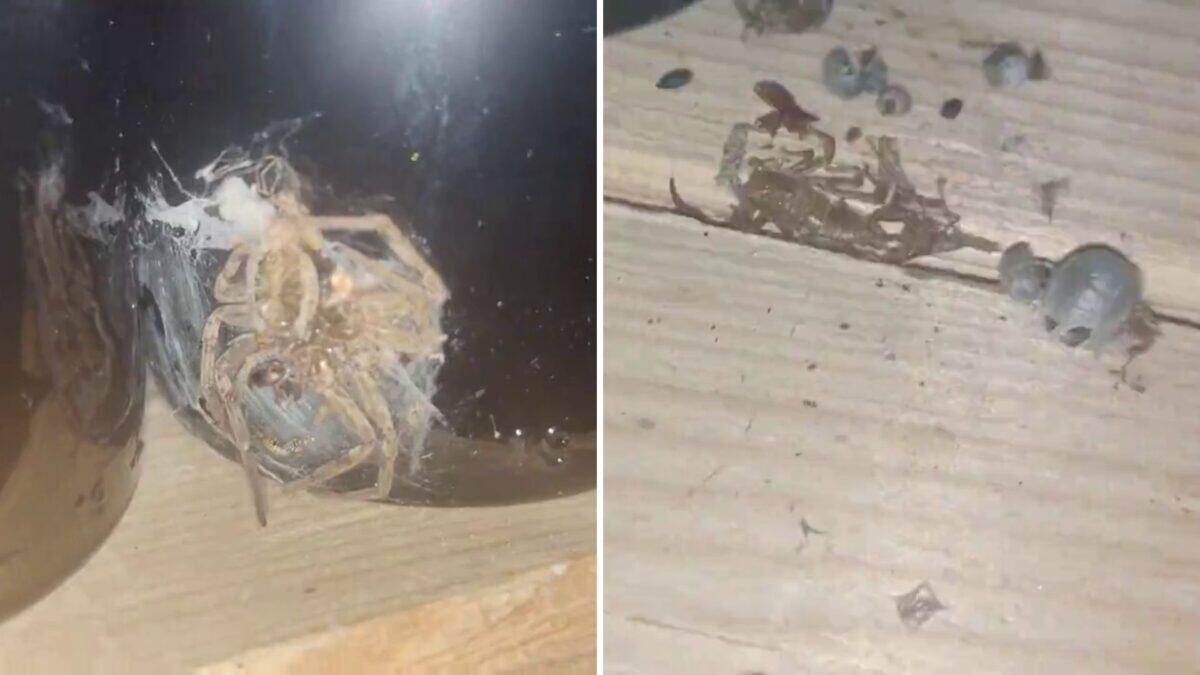 Scoperte raccapriccianti negli agriturismi di Bologna | I clienti ignoravano i pericoli invisibili! - 