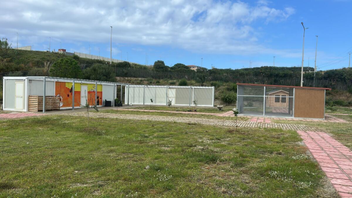 Oasi Felina in Comune di Messina | Scopri perché potrebbe cambiare il destino degli animali randagi! - 