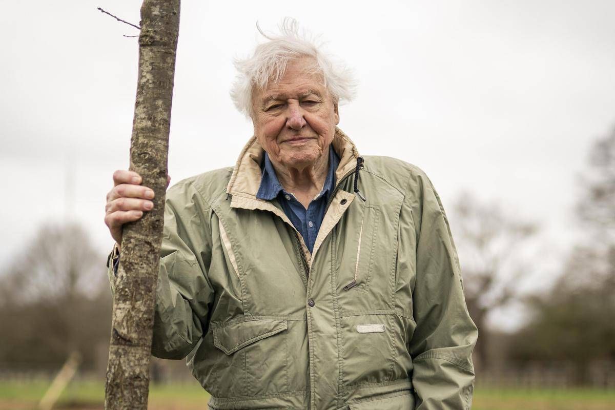 David Attenborough da record, a 99 anni vince il Daytime Emmy Award -