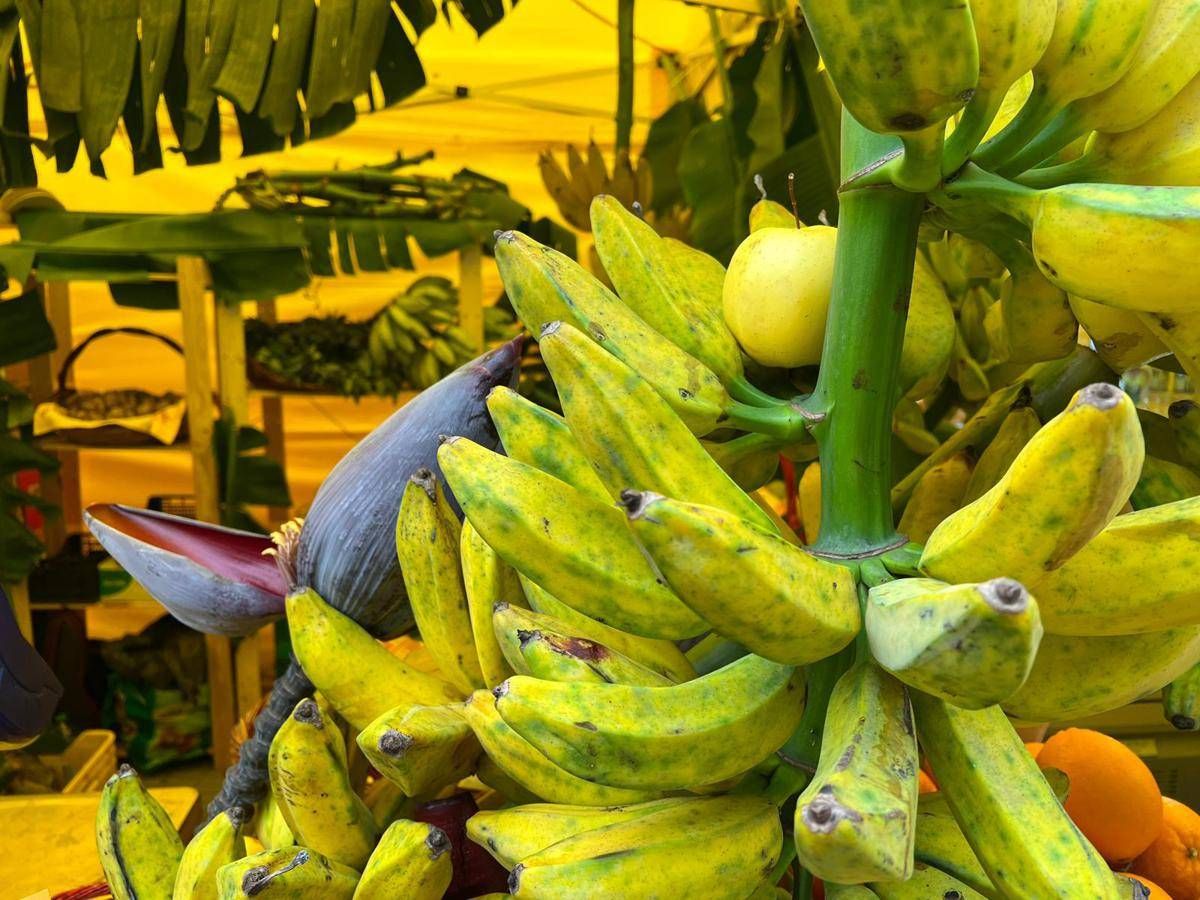 Da banana a mango made in Italy, aumenta produzione frutta esotica - 
