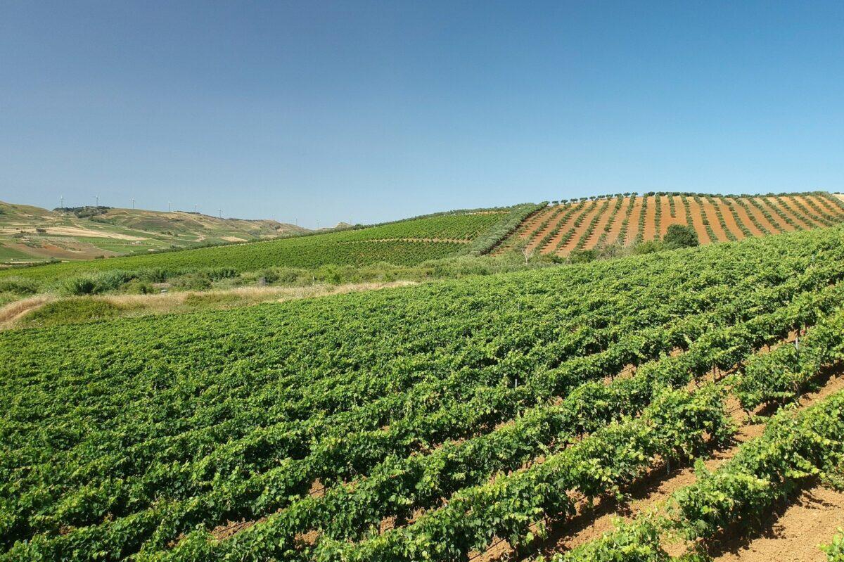 Vendemmia 2025: la sorprendente trasformazione biologica di Feudo Disisa | Scopri il futuro del vino sostenibile! - 