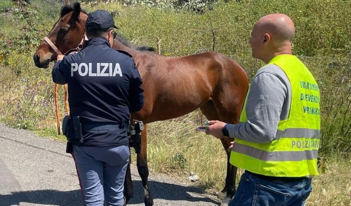 Cavallo morto in strada a Catania | La verità che sorprende su cosa è realmente accaduto! -