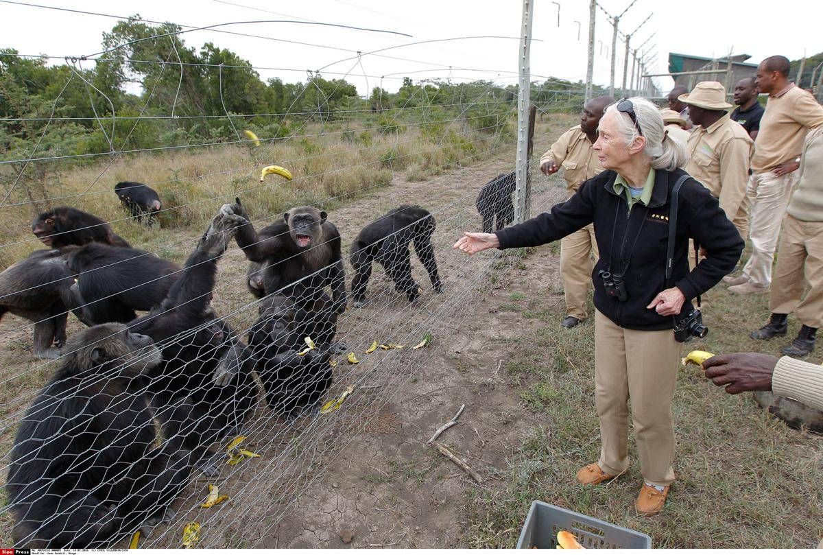 Addio a Jane Goodall, la donna che parlava con gli scimpanzé - 