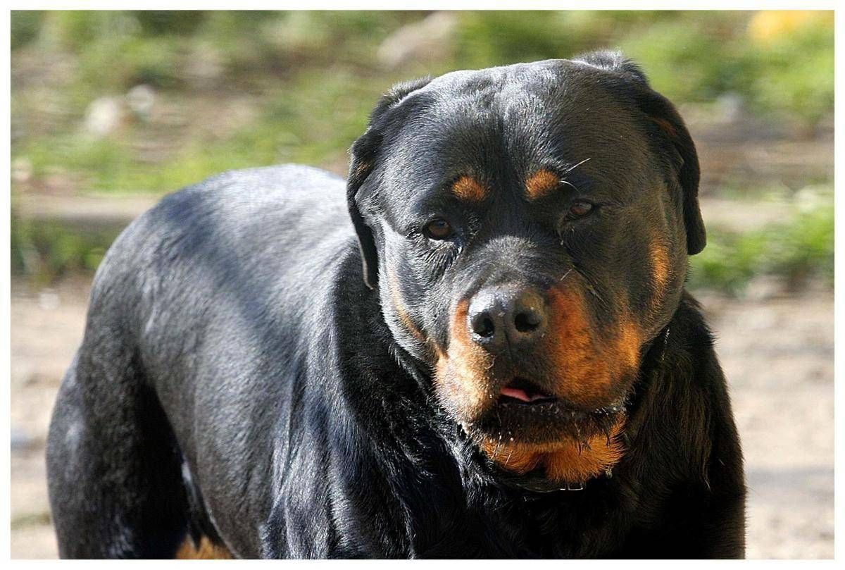 Pistoia, bimbo aggredito da due cani in giardino: salvo grazie alla nonna -