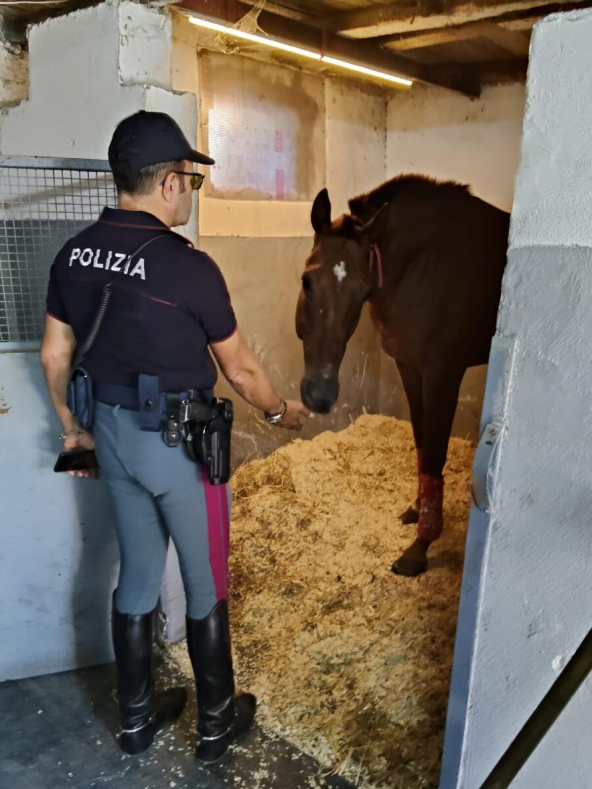 Polizia di Catania smaschera un maltrattamento inaspettato | Il segreto che potrebbe far gridare all'ingiustizia! - 