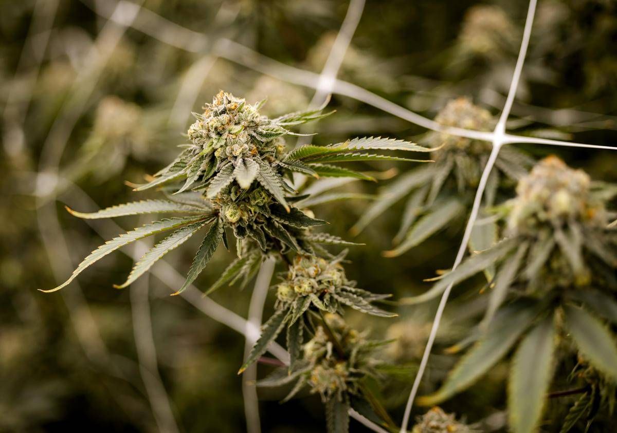 Farmaco con cannabis funziona contro dolore cronico, lo studio - 