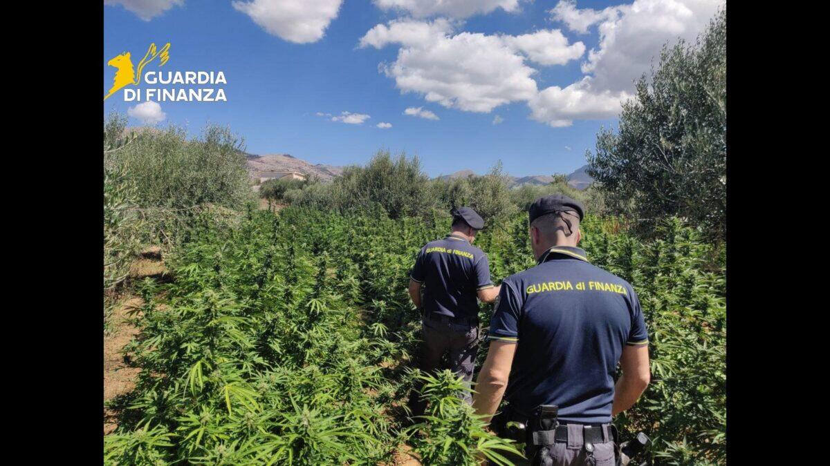 Scoperta una piantagione di marijuana da 1.600 piante | La malavita perde milioni in un colpo solo! - 