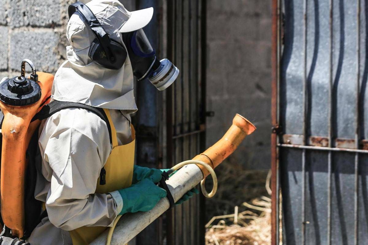 Dengue, un caso nel Comune di Colle Val d'Elsa nel Senese: scatta la disinfestazione - 
