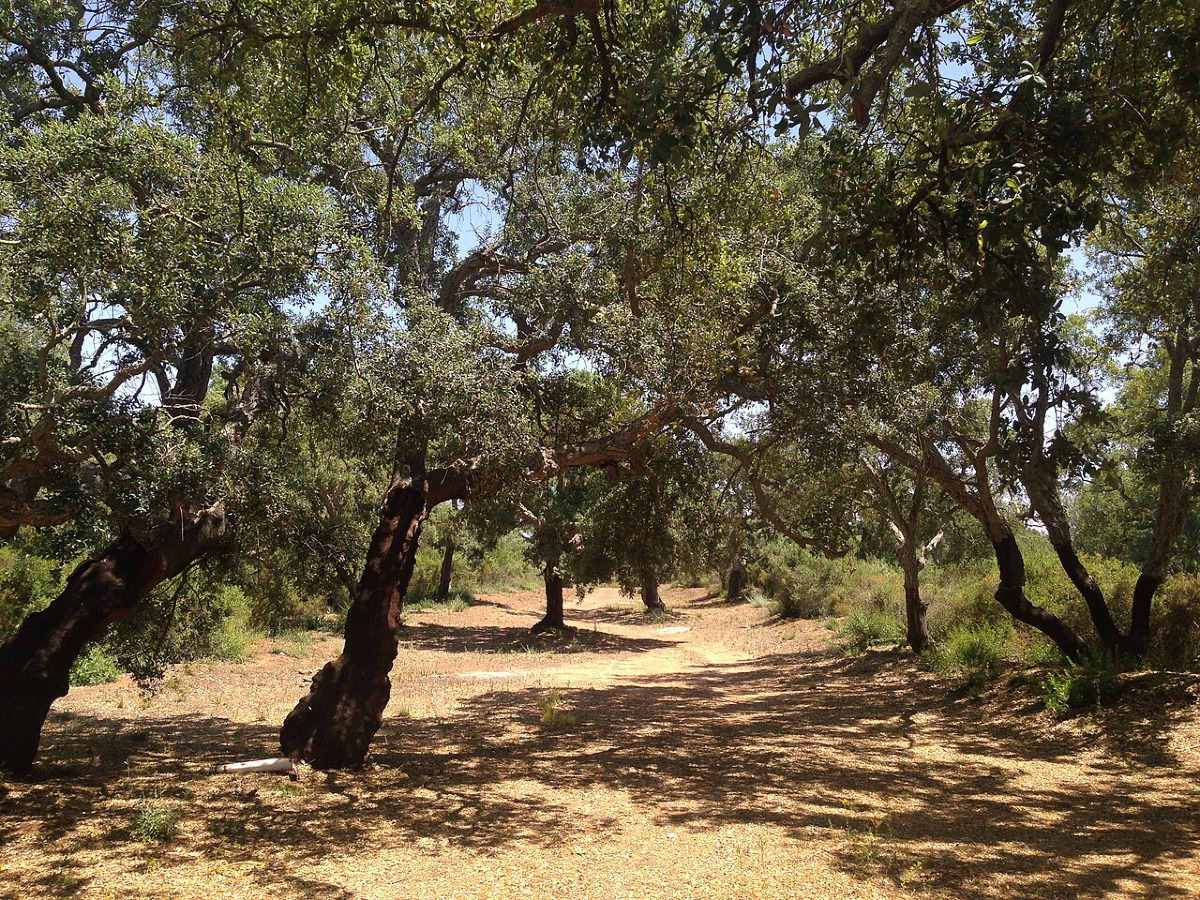 Il bosco che non doveva esistere: il segreto tra Catania e Caltagirone che sfida il tempo - Foto: Davide Mauro/Wikipedia