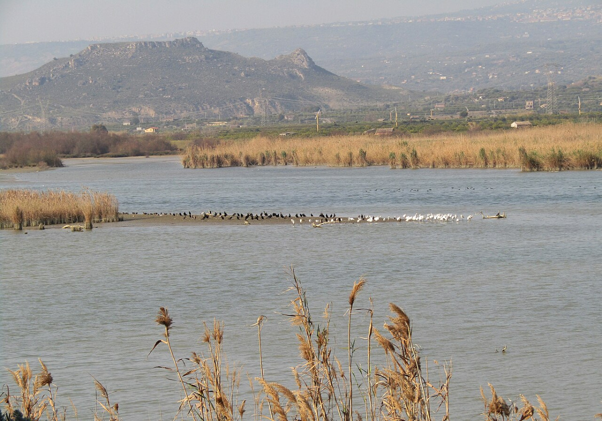 Il rifugio nascosto del Simeto: l’Oasi sorprendente che resiste vicino a Paternò - Foto: Franktalks/Wikipedia