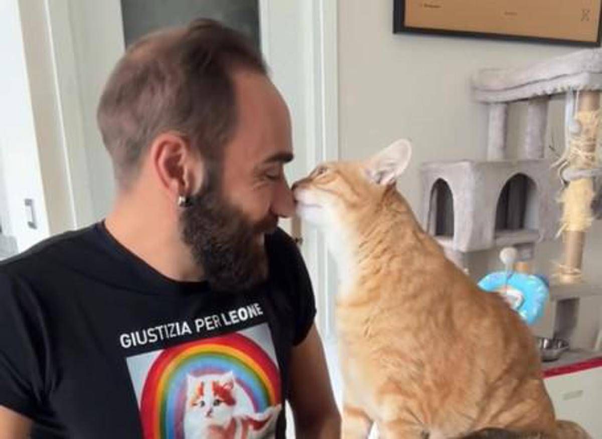 Come accarezzare i gatti, ecco la 'ricetta' infallibile per farsi amare - 