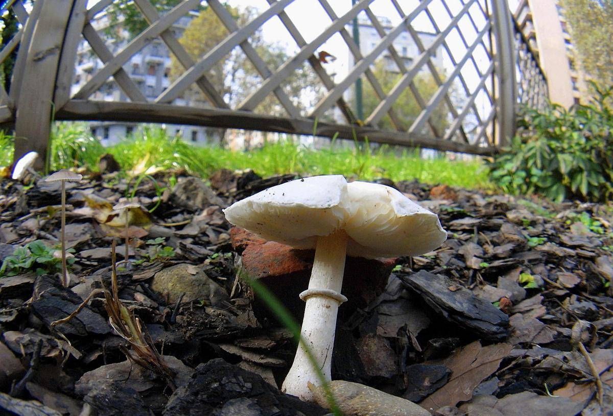 Si affidano al web per capire se i funghi sono commestibili, due donne intossicate - 