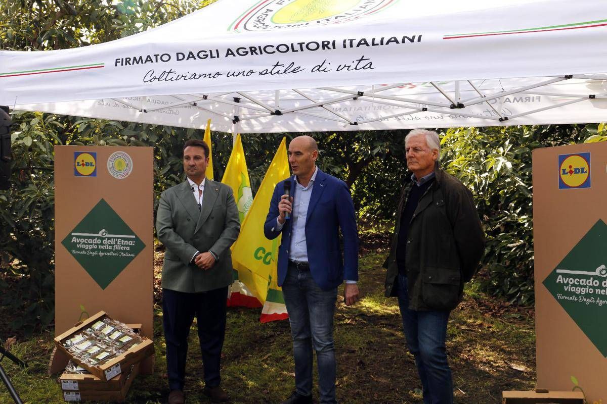 L'avocado siciliano conquista gli store Lidl Italia - 