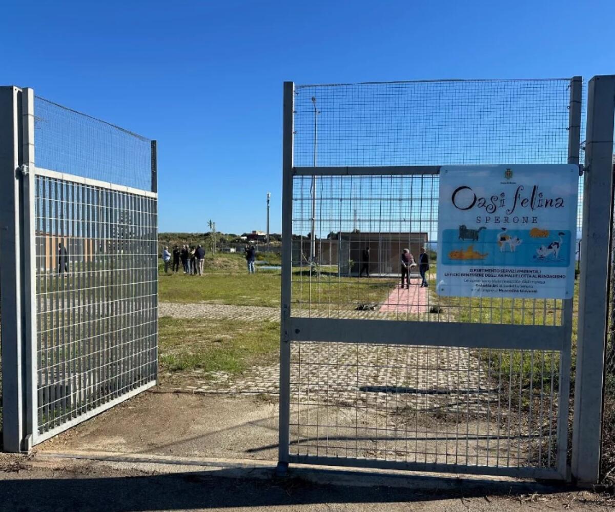 Comune di Messina svela un segreto | Scopri come il benessere degli animali potrebbe rivoluzionare la tua città! - 