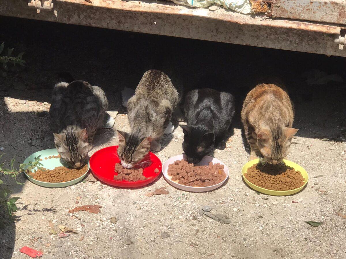 Targa rimossa a Palermo | Il mistero dietro il sabotaggio della colonia felina che sconvolge la comunità! - 