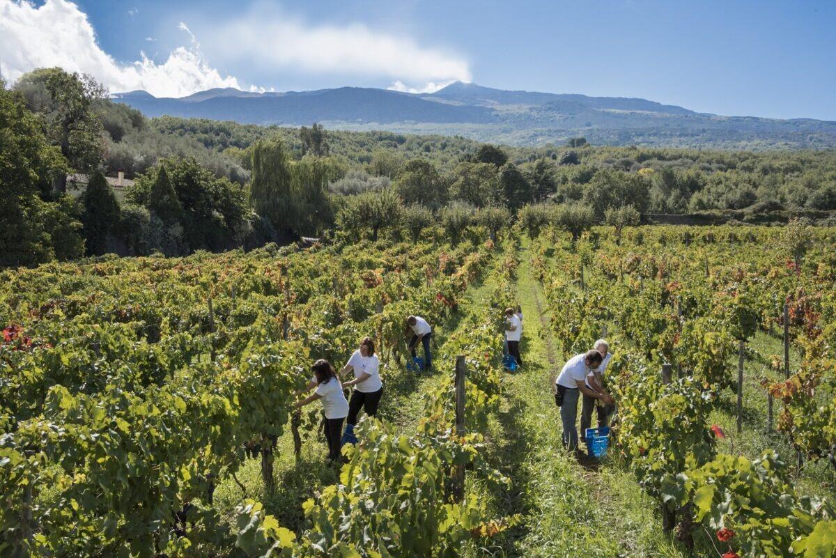 Vendemmia 2025: un successo inaspettato che svela la vera essenza dei vini siciliani! - 