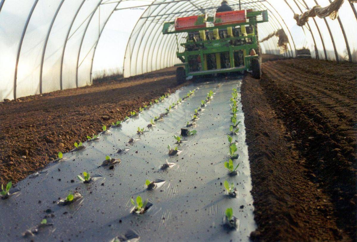 Agricoltura: telo Mater-Bi ammendante inorganico secondo Regolamento Ue - 