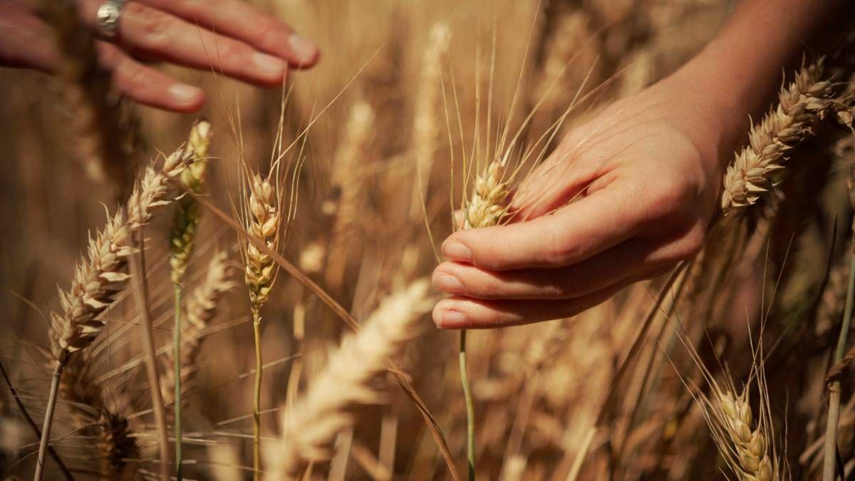 Mondelez, Mangiarotti: "Con Harmony supportiamo introduzione di tecniche di agricoltura rigenerativa" - 