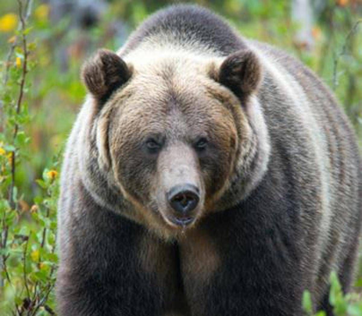 Paura in Canada, orso grizzly aggredisce scolaresca: un morto e 11 feriti - 