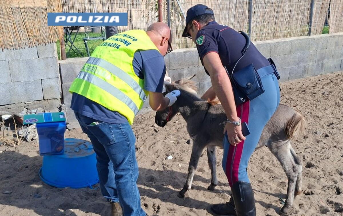 Scoperto un rifugio abusivo per pony a Catania | La Polizia sfida chi giustifica il maltrattamento degli animali! - 