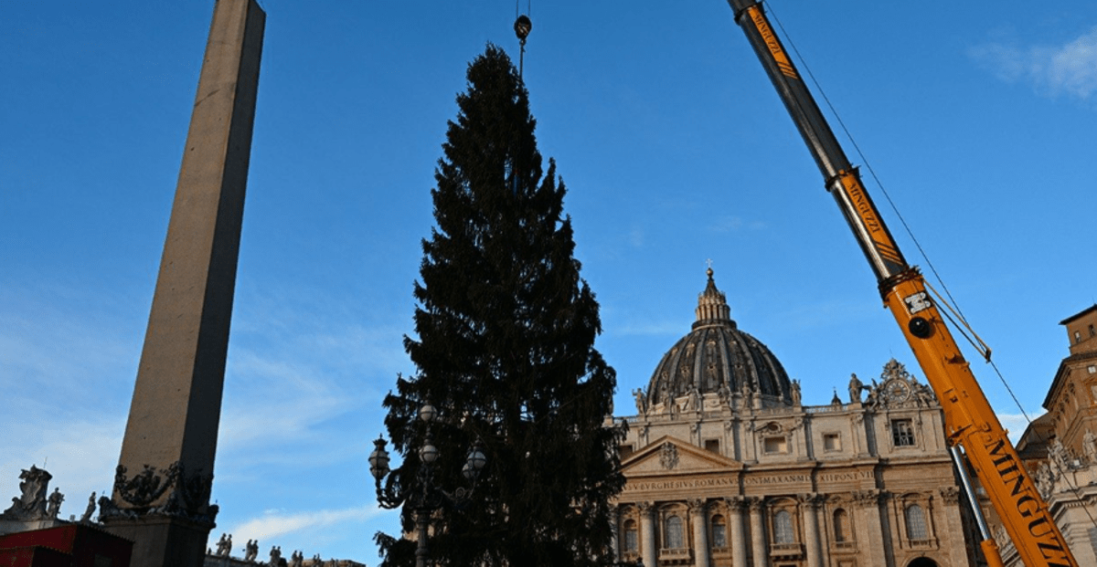 Piazza San Pietro, arriva il Natale: innalzato l'abete gigante da 27 metri - 