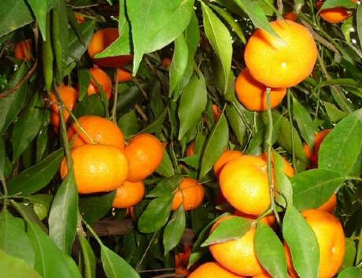 Il frutto proibito di Ciaculli: il Mandarino Tardivo che Palermo ha cercato di tenersi stretto per decenni - Foto: Conca d' Oro/Wikipedia