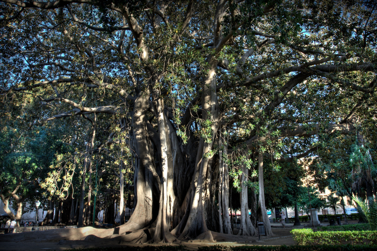 Il rifugio storico nel cuore di Palermo dove gli alberi parlano e la storia ha lasciato un enigma irrisolto - Foto: Carlocolumba/Wikipedia