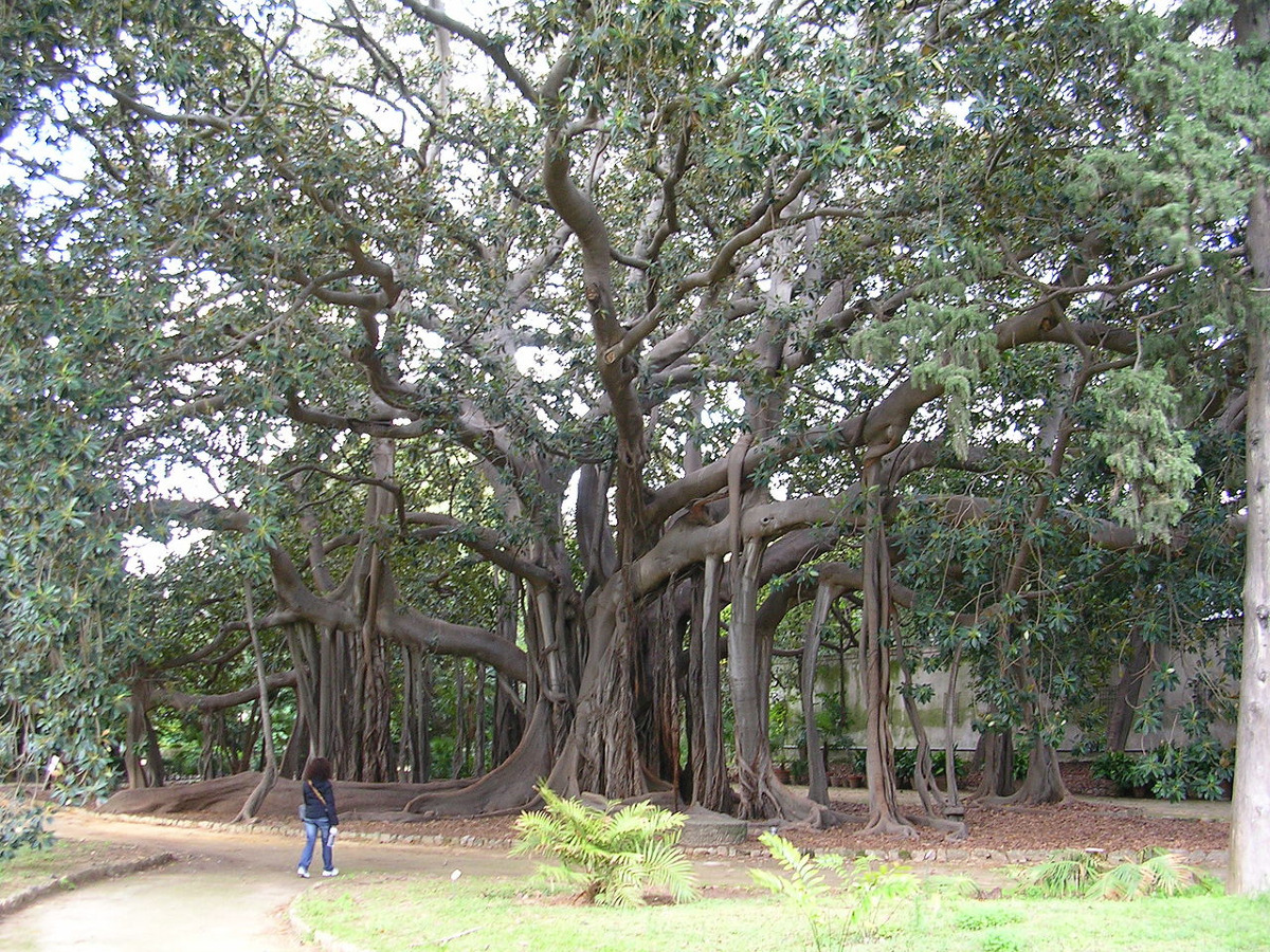 Il giardino di Palermo che ha stupito re, scienziati e viaggiatori - Foto: Giuseppe ME/Wikipedia