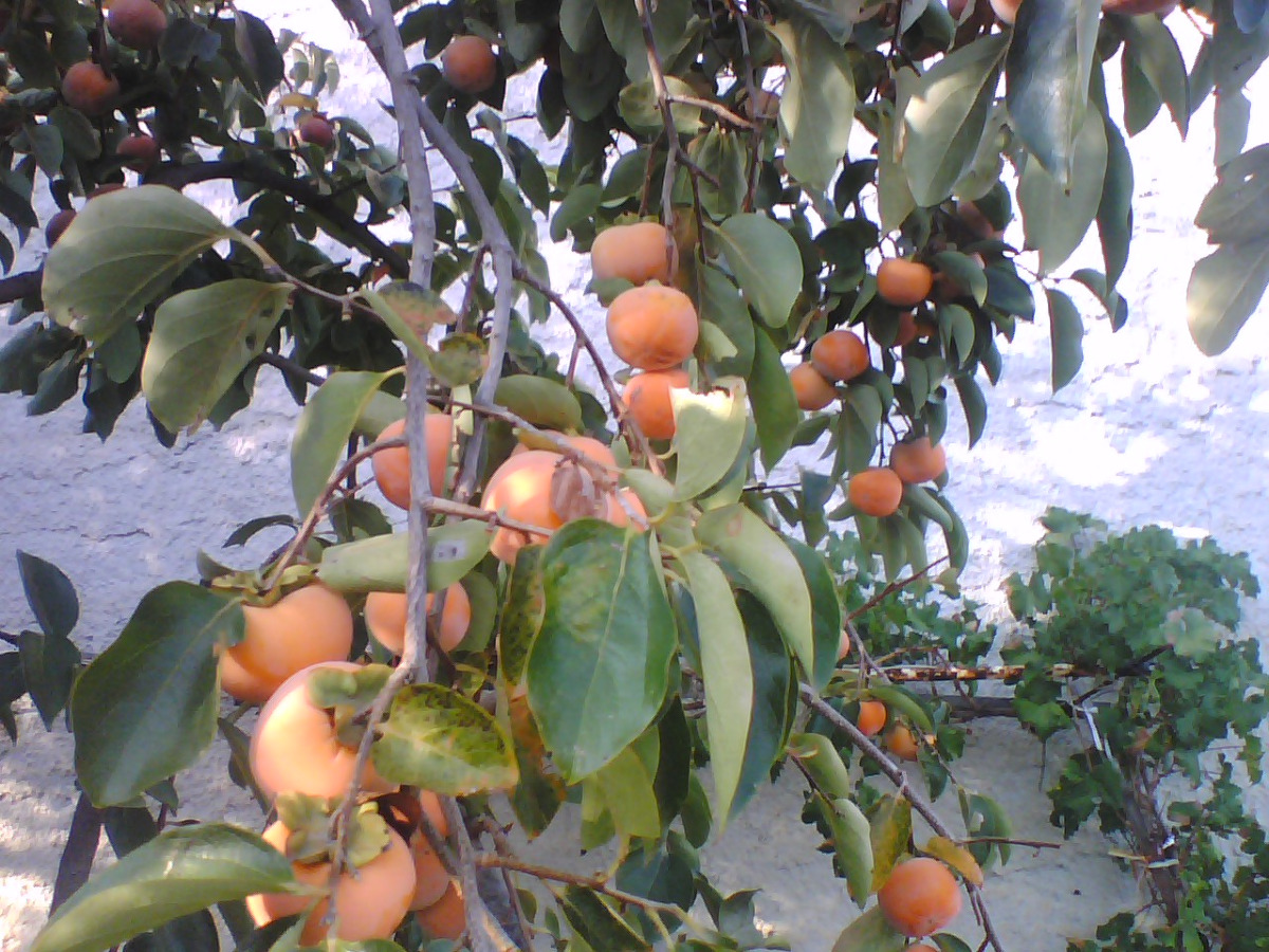 Il frutto proibito di Misilmeri: l'enigma che ha trasformato un semplice kaki in un tesoro siciliano - Foto: Emirok/Wikipedia