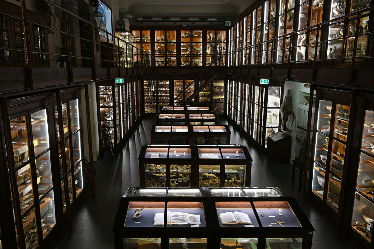 La formula segreta perduta che tiene vivi da 150 anni animali estinti: il museo che Palermo nasconde in piena città - Foto: Phyrexian/Wikipedia
