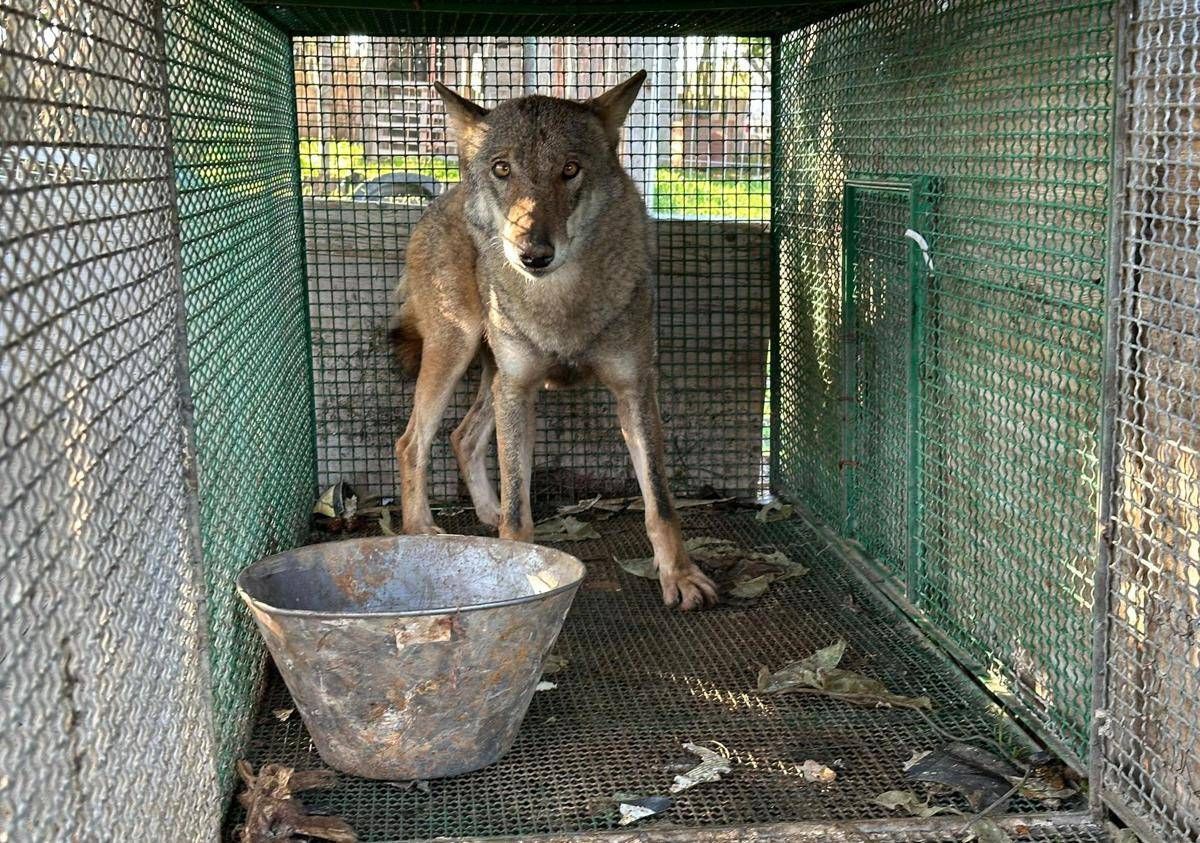 Traffico di droga a Foggia, trovato anche un lupo chiuso in gabbia -Video - 