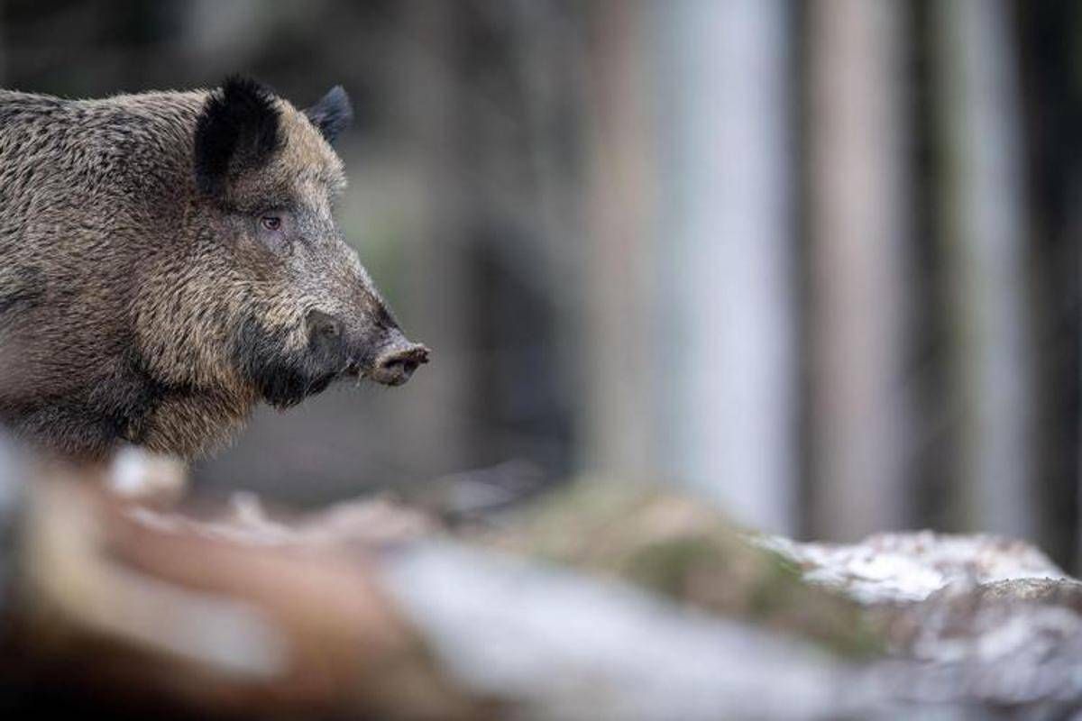 Caricato da un cinghiale durante battuta di caccia, morto pensionato - 