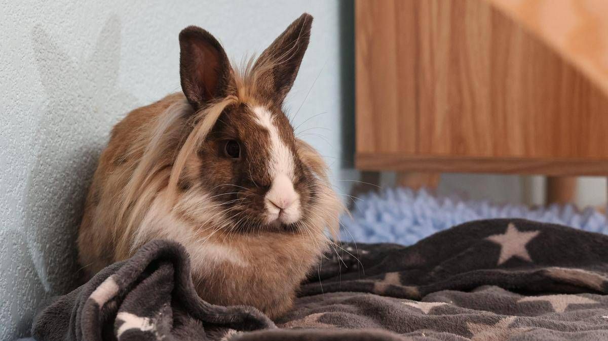 Allarme leishmaniosi in Europa, cos'è la malattia e quali animali la trasmettono - 