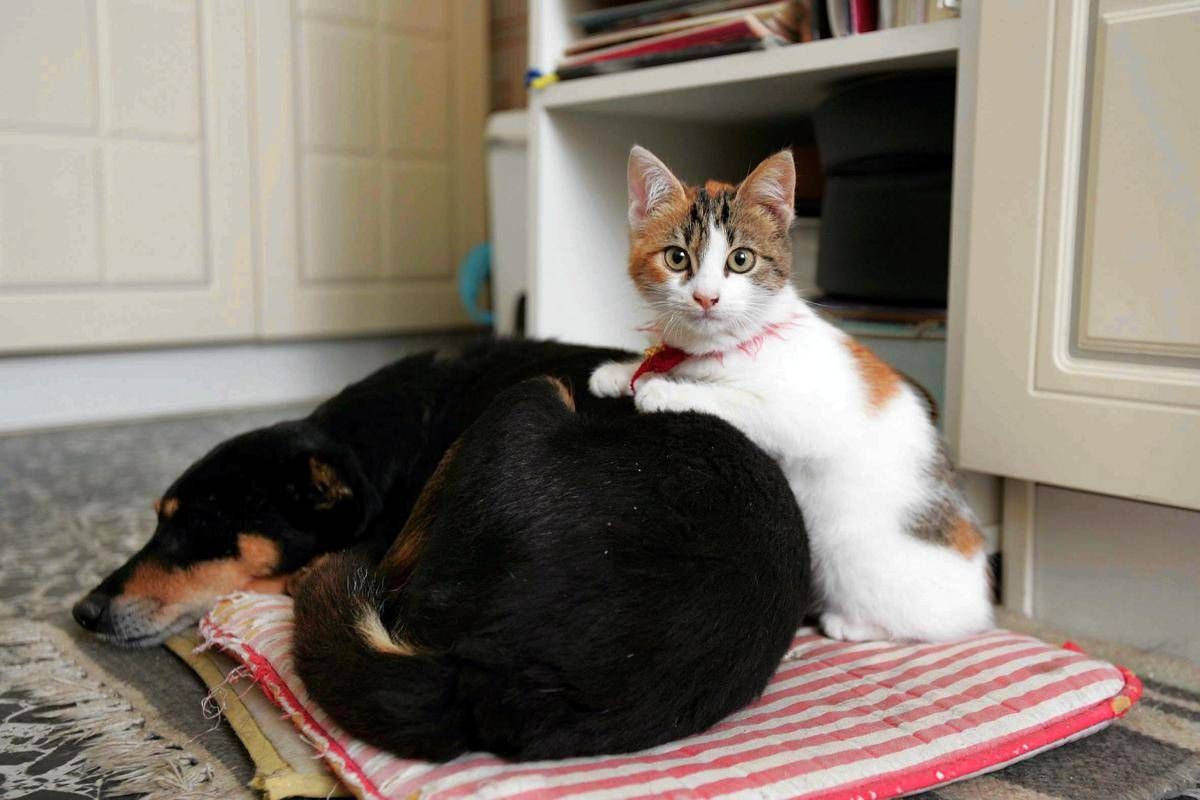 Botti e fuochi d'artificio, come proteggere cani e gatti da stress e rischi - 