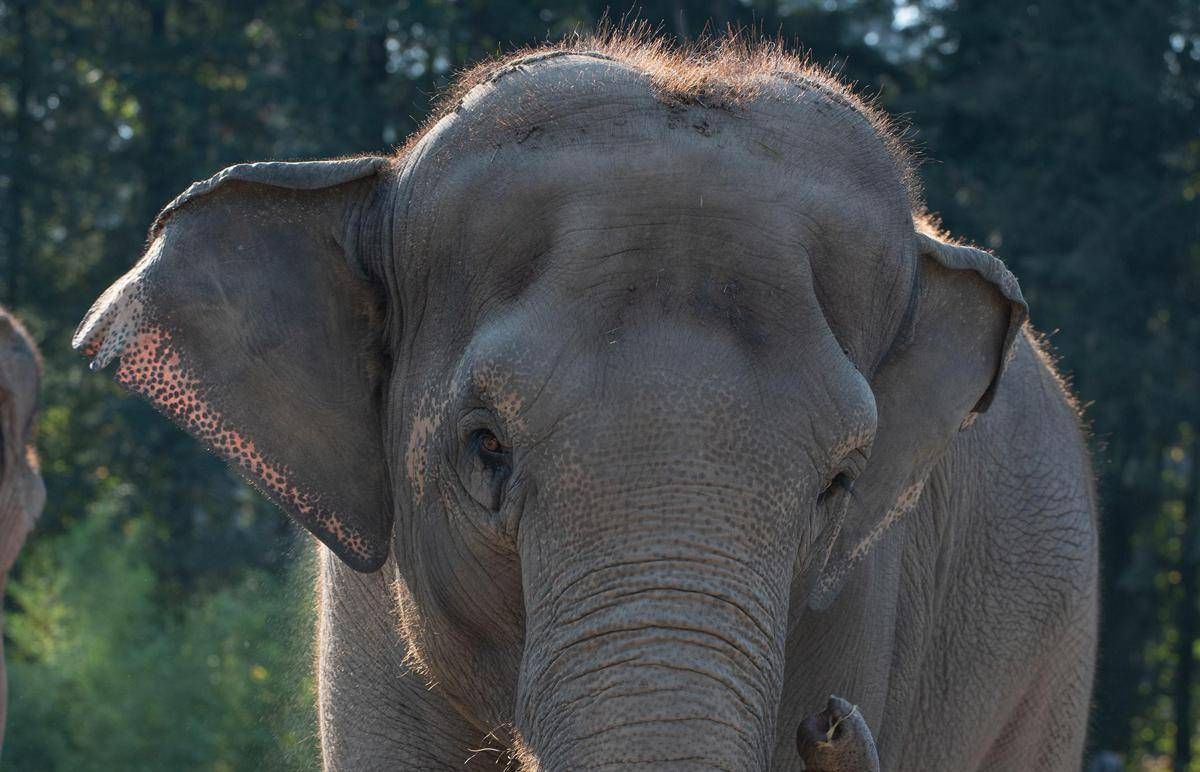 India, treno passeggeri travolge una mandria di elefanti: uccisi 8 esemplari - 