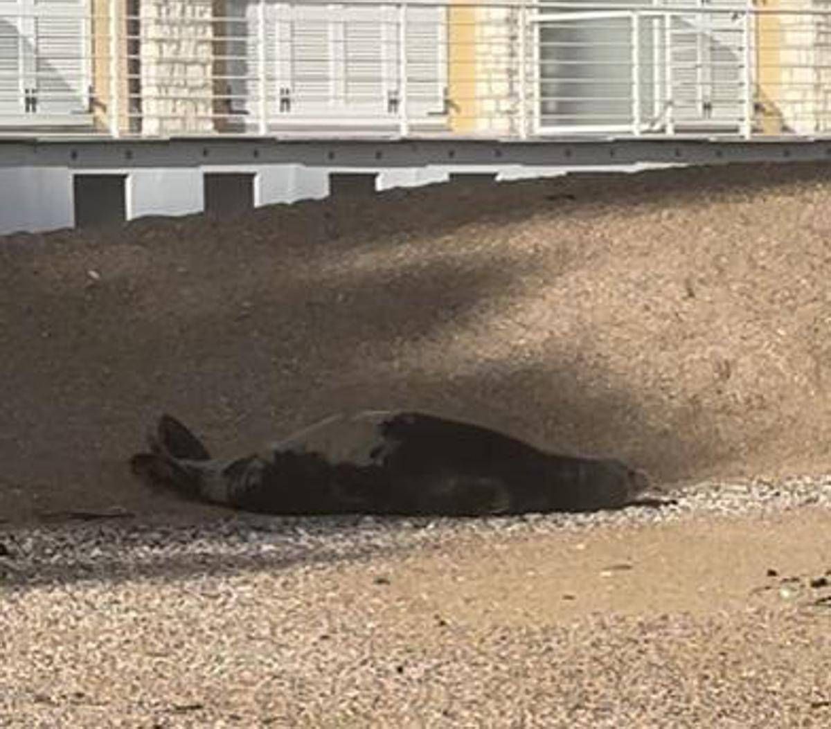 La foca monaca arriva a Numana, spunta la ricompensa: "1000 euro se non la disturbate" - 