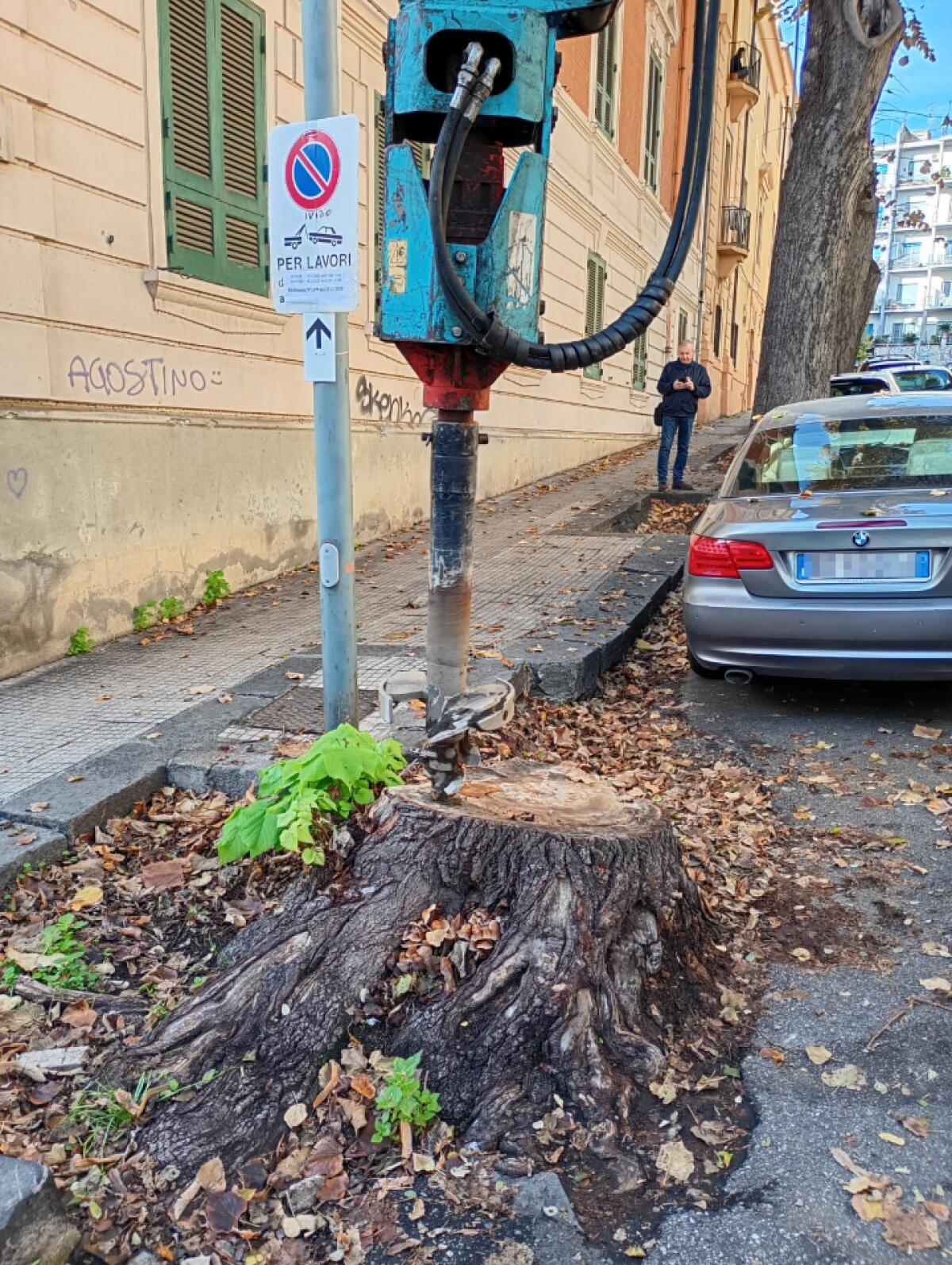 Piantumazione di 400 nuovi alberi: il Comune di Messina avvia il progetto di rigenerazione del verde urbano - 