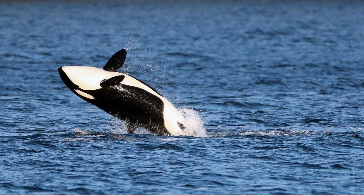 Le orche si alleano con i delfini? La nuova 'strategia' nella caccia ai salmoni - 