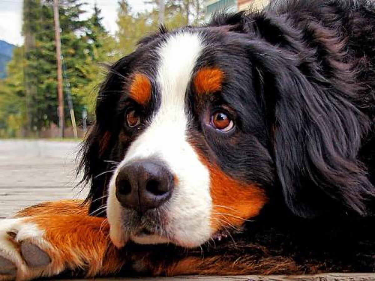 Riqualificazione del Canile Municipale: Il Comune di Palermo Acquista 26 Nuovi Box per Cani - 