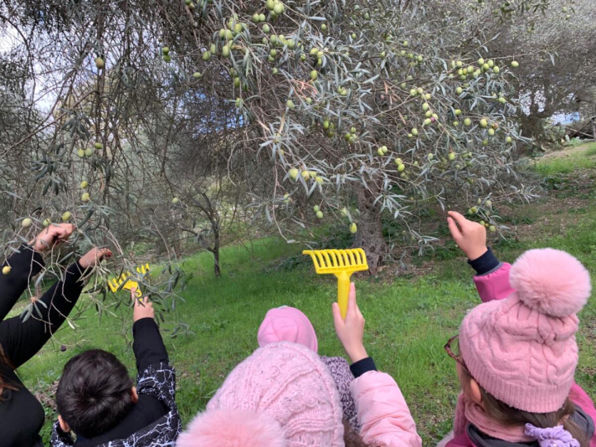 Il Comune di Caltanissetta promuove LAB-OLIO: un laboratorio educativo nel Parco Palmintelli per i giovani cittadini - 