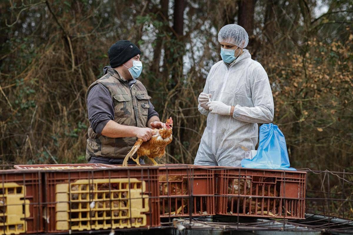 Aviaria, negli Usa primo caso umano al mondo di virus H5N5: morto il paziente infettato - 