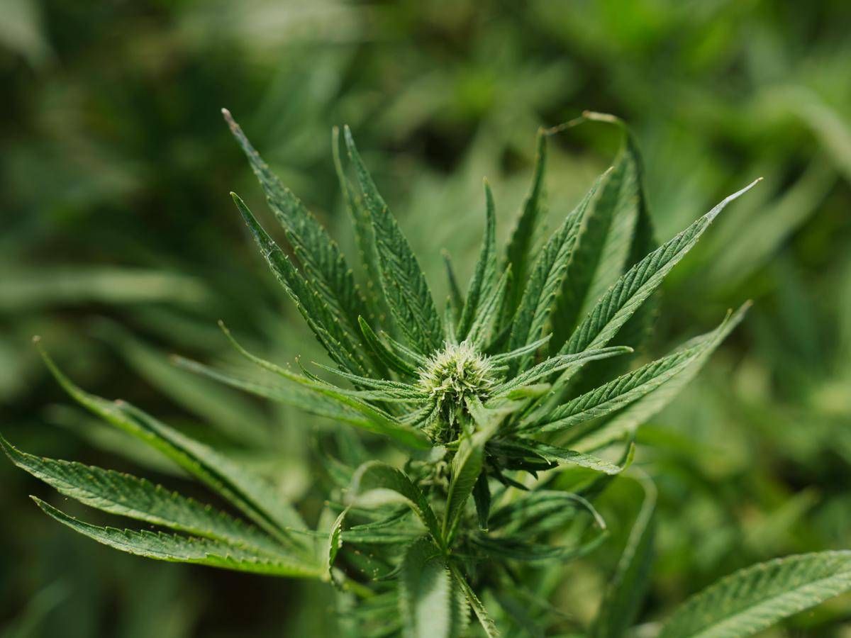 Cannabis light, Consiglio Stato accoglie ricorso: le aziende possono continuare a lavorare - 