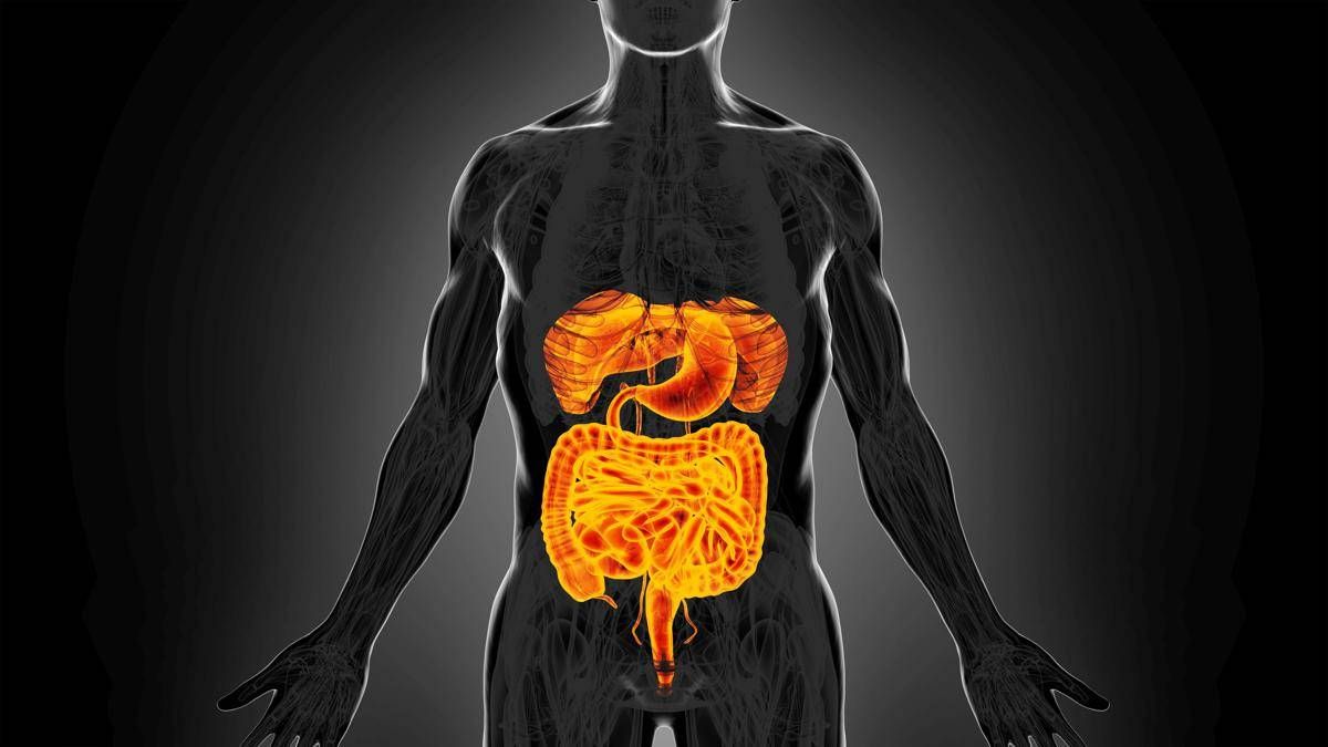 Intestino sempre giovane, è possibile: come fermare invecchiamento e prevenire tumori - 