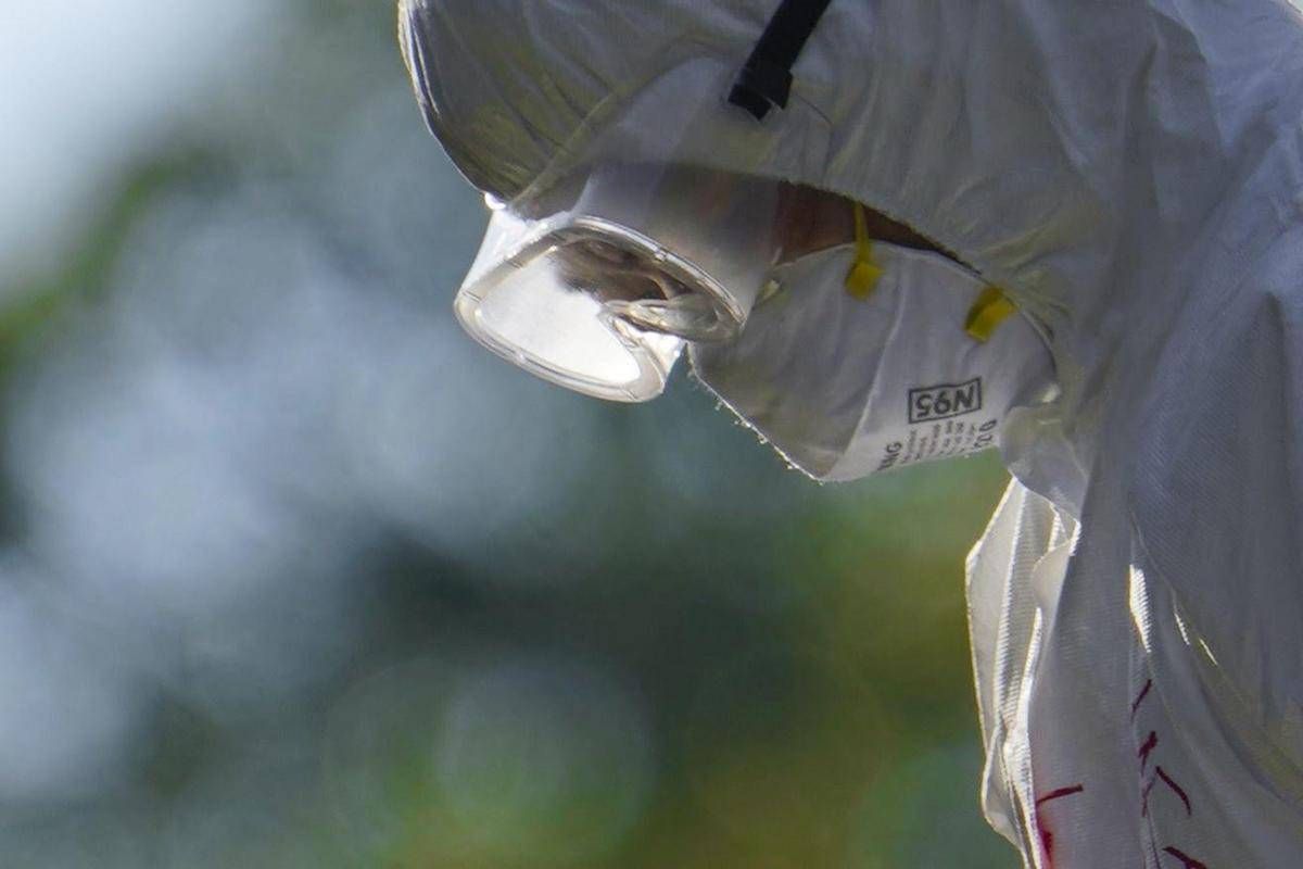 Aviaria, l'allarme dell'Ecdc: "In Europa più rischi per l'uomo", cosa sta succedendo - 