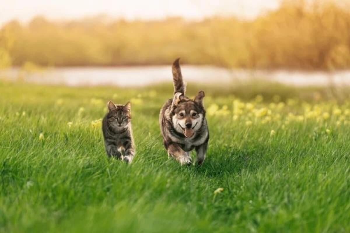 Comune di Messina lancia il progetto 'Di Fido mi fido' per promuovere l'adozione degli animali abbandonati - 