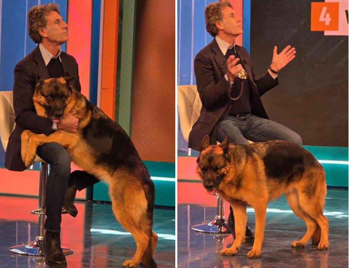 Pitbull attacca padrone e viene ucciso, il veterinario: "Cane non educato diventa problema" - 