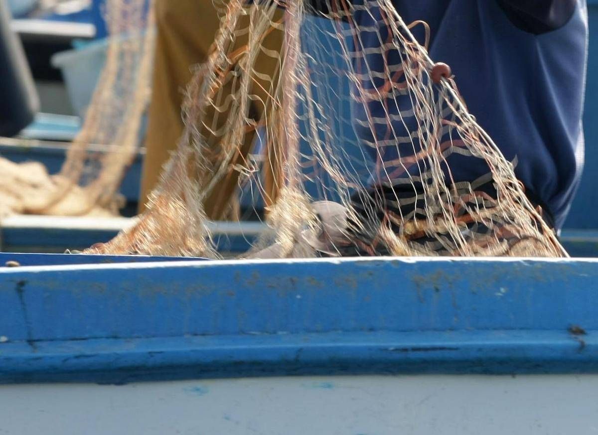 Salmonella nelle telline di Maccarese, stop temporaneo a raccolta e consumo - 